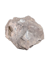 Partial Allosaurus Tooth,  Morrison Formation