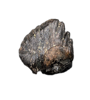 Ankylosaur Tooth, Judith River Formation