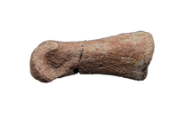 Oviraptor (Microvenator) Toe, Cloverly Formation