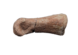 Oviraptor (Microvenator) Toe, Cloverly Formation