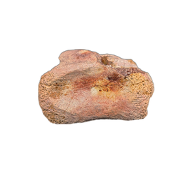 Theropod (Spinosaurus?) Tail Vertebra, Kem Kem