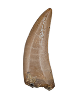 Nanotyrannus Tooth,  Hell Creek Formation