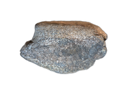 Stegosaurus Vertebrae, Morrison Formation