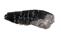 Turiasauria (Sauropod) Tooth, El Mers Formation