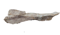 Stegosaur Humerus, El Mers Formation
