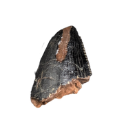 Tyrannosaurus Rex? Tooth