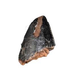 Tyrannosaurus Rex? Tooth