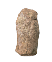 Sauropod Fused End of Tail Vertebra