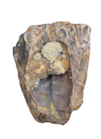 Triceratops Tooth
