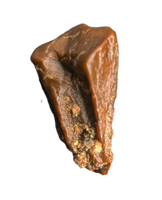 Levnesovia Tooth, Early Hadrosaur, Bissekty Formation, Uzbekistan