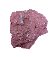 Largest and Exceptional Postosuchus (Rauisuchid) Tooth, Bull Canyon Formation