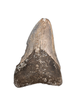 Megalodon Tooth
