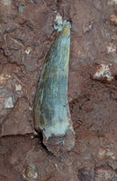 Largest and Exceptional Postosuchus (Rauisuchid) Tooth, Bull Canyon Formation
