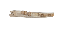 Hesperocyon (dog ancestor) Jaw Section with Teeth