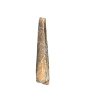 Large Eococharia Tooth, Elrhaz Formation