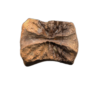 Pachycephalosaurus Vertebrae