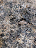 Deinosuchus (Crocodile) Tooth from Texas