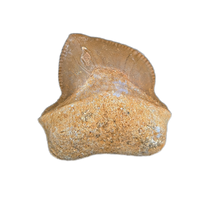 Squalicorax (Shark Tooth)