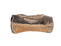 Thescelosaurus Caudal (Tail) Vertebrae, Hell Creek