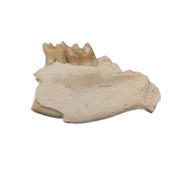 Ischyromys Jaw Section with Teeth, Chadron Formation