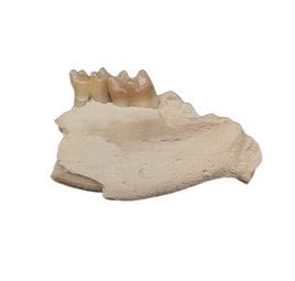 Ischyromys Jaw Section with Teeth, Chadron Formation