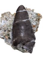 Torvosaur Tooth, El Mers Formation