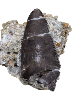 Torvosaur Tooth, El Mers Formation