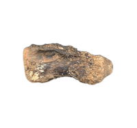 Crocodile Vertebrae, Bridger Formation, Wyoming
