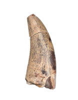 Metricanthosaurid/Allosaurid?  Tooth, Elrhaz Formation