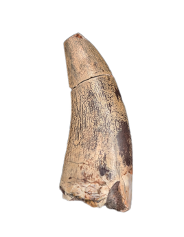 Metricanthosaurid/Allosaurid?  Tooth, Elrhaz Formation