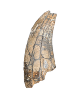 Huge Metricanthosaurid/Allosaurid?  Tooth, Elrhaz Formation