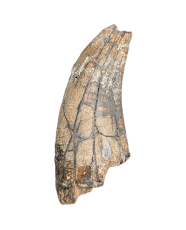 Huge Metricanthosaurid/Allosaurid?  Tooth, Elrhaz Formation