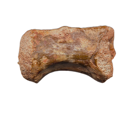 Theropod Dinosaur Tail Vertebra, Kem Kem