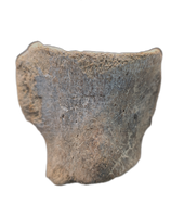 Mosasaur (Tylosaurus?) Vertebra, Cretaceous of Texas