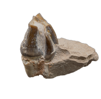 Titanothere(Megacerops) Tooth