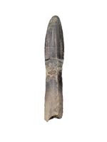 Huge Rooted Diplodocidae Tooth from the Mid Jurassic, Madagascar