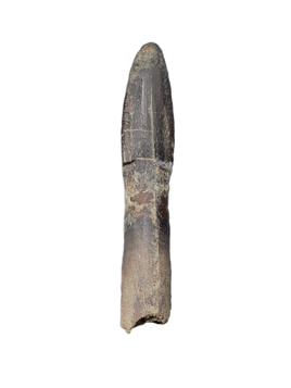 Huge Rooted Diplodocidae Tooth from the Mid Jurassic, Madagascar