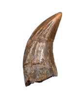 Acheroraptor Tooth from the Hell Creek Formation