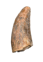 Theropod Tooth from the Mid Jurassic, Madagascar
