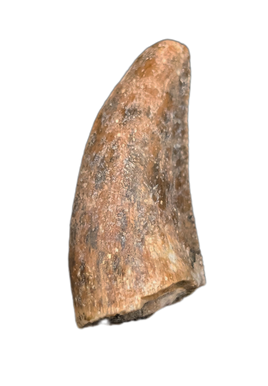 Theropod Tooth from the Mid Jurassic, Madagascar