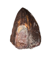 Phytosaur Dentary Tooth, Chinle Formation