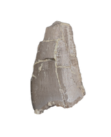 Postosuchus? (Rauisuchid) Tooth, Chinle Formation