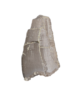 Postosuchus? (Rauisuchid) Tooth, Chinle Formation