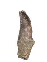 Theropod (Torvosaur?) Dinosaur Tooth, El Mers Formation