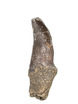 Theropod (Torvosaur?) Dinosaur Tooth, El Mers Formation