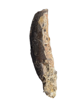 Partial Tyrannosaur Tooth, Two Medicine Formation.