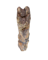 Pterosaur Azhdarchidae (Infernodrakon?) Vertebra