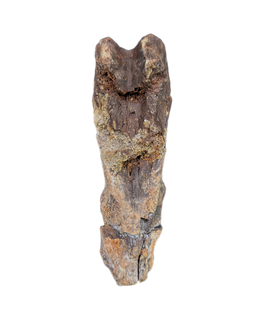 Pterosaur Azhdarchidae (Infernodrakon?) Vertebra