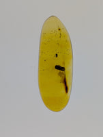 Insects in Amber from the Dominican Republic, 25 Million Years Old