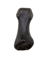 Hell Creek Formation Mystery Toe Bone